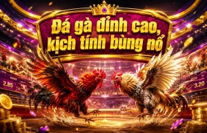 Sảnh đá gà genkidsgroup